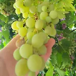 Oliva Διαμέρισμα