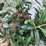 Oliva