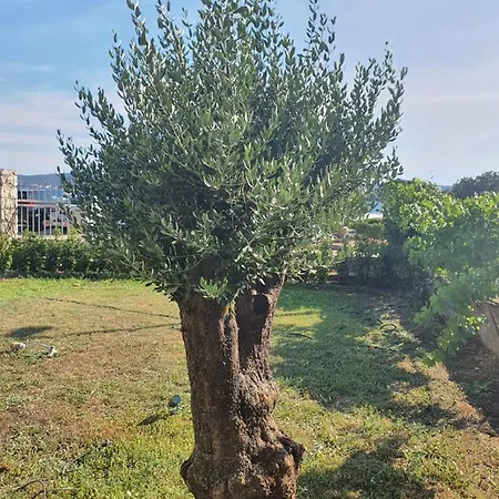 Oliva