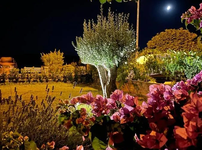 Oliva * توراني