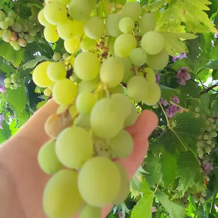 Oliva 公寓
